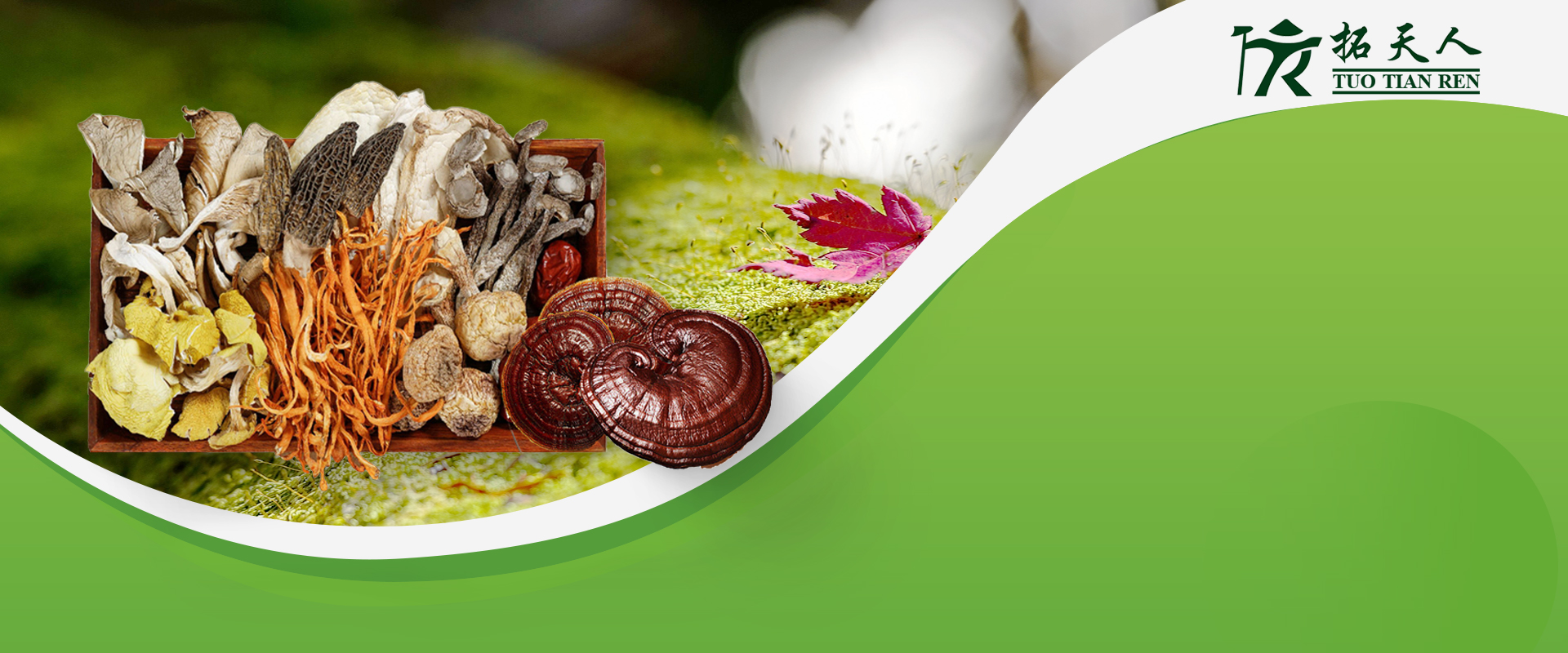 Ganoderma Coffee, Reishi Mushroom coffee, Lion's Mane Mushroom Coffee